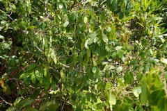 Dalbergia rubiginosa